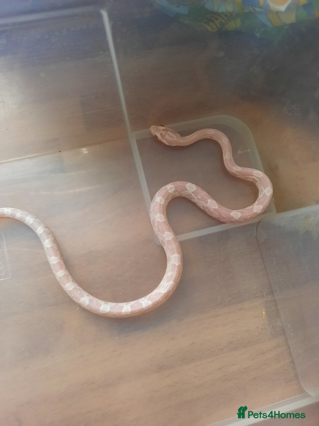 Corn Snake reptiles for sale: Corn snakes - Image 2