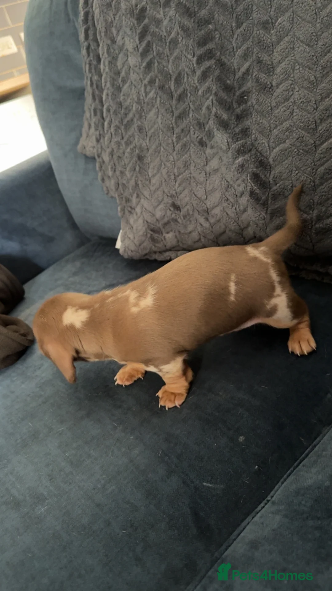 Miniature Dachshund dogs for sale: Miniature dachshund puppies!  - Advert 3