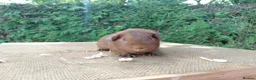 Guinea Pig rodents for sale: Baby guinea-pigs  - Advert 11