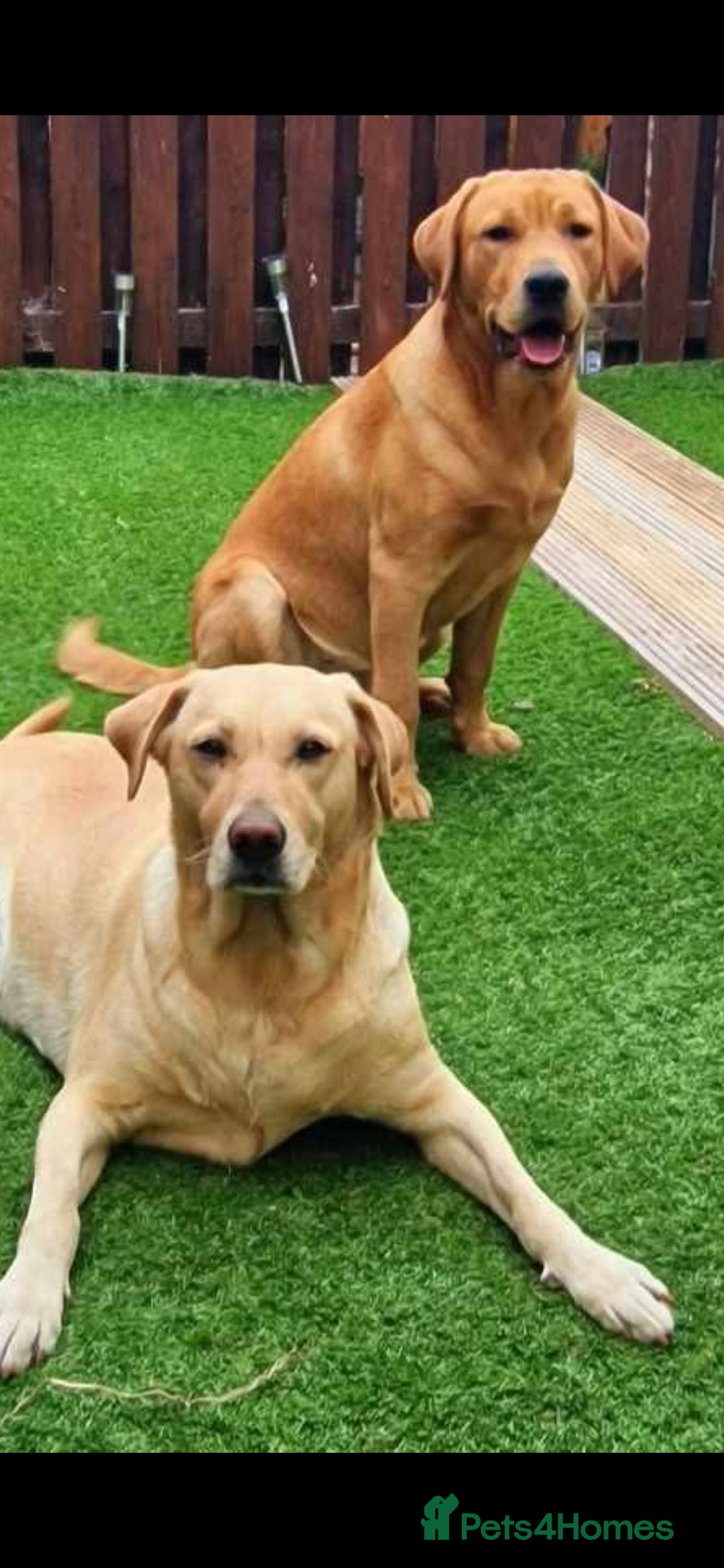 Labrador Retriever dogs 4 beautiful labrador puppies  - Advert 1