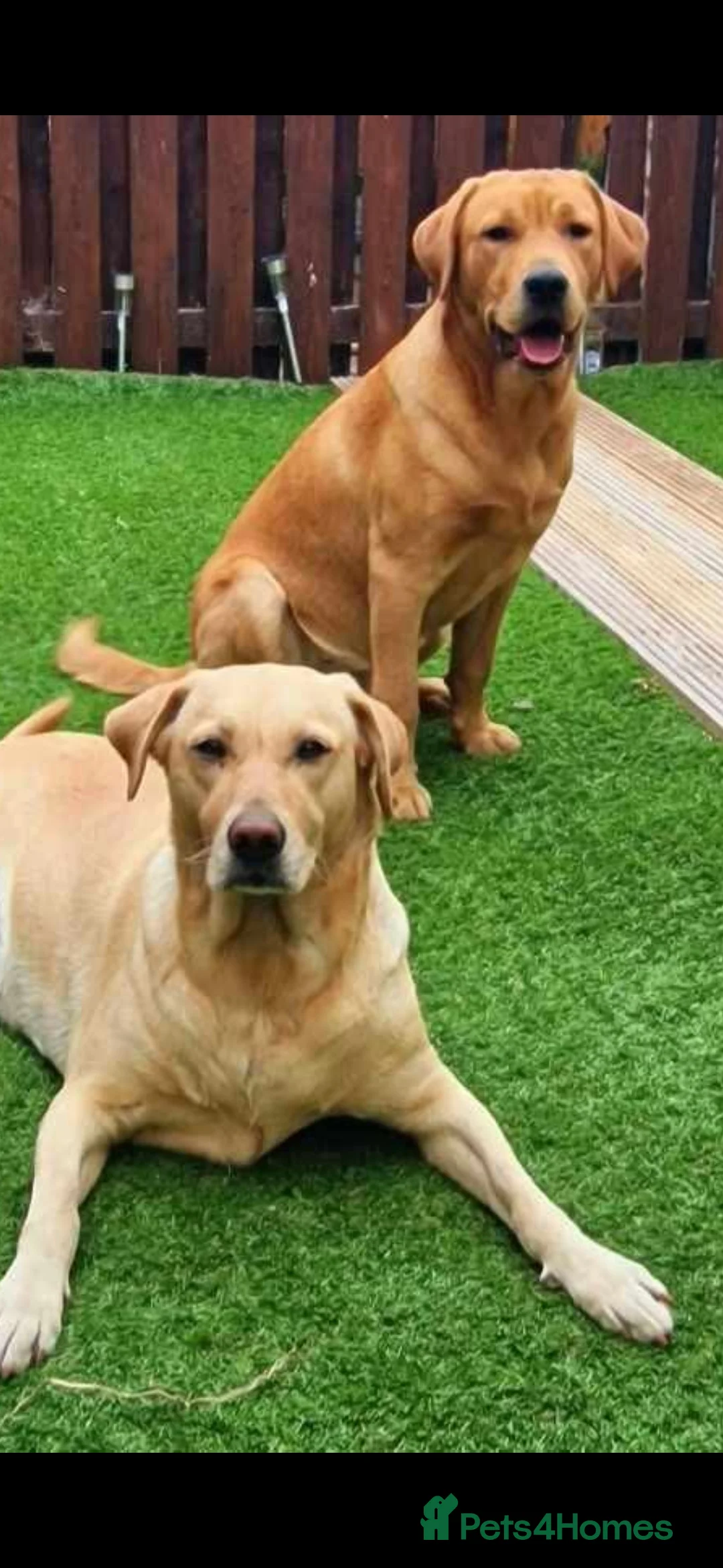 Labrador Retriever dogs for sale: 4 beautiful labrador puppies  - Advert 1