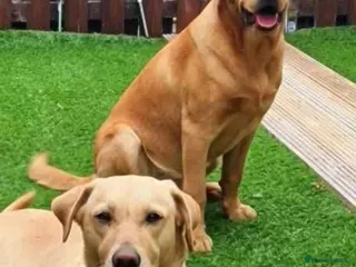 Labrador Retriever dogs 4 beautiful labrador puppies - Advert 1