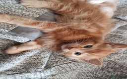 British Shorthair cats for sale: 4 Kittens ready to leave 25th August - Image 4