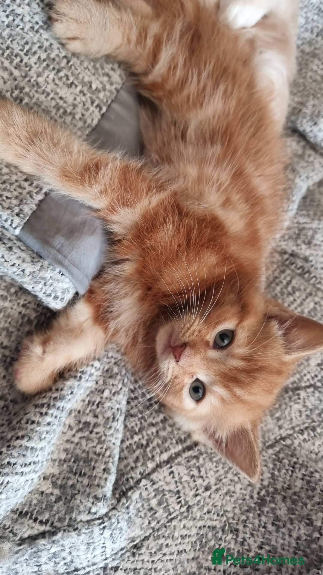 British Shorthair cats for sale: 4 Kittens ready to leave 25th August - Image 4