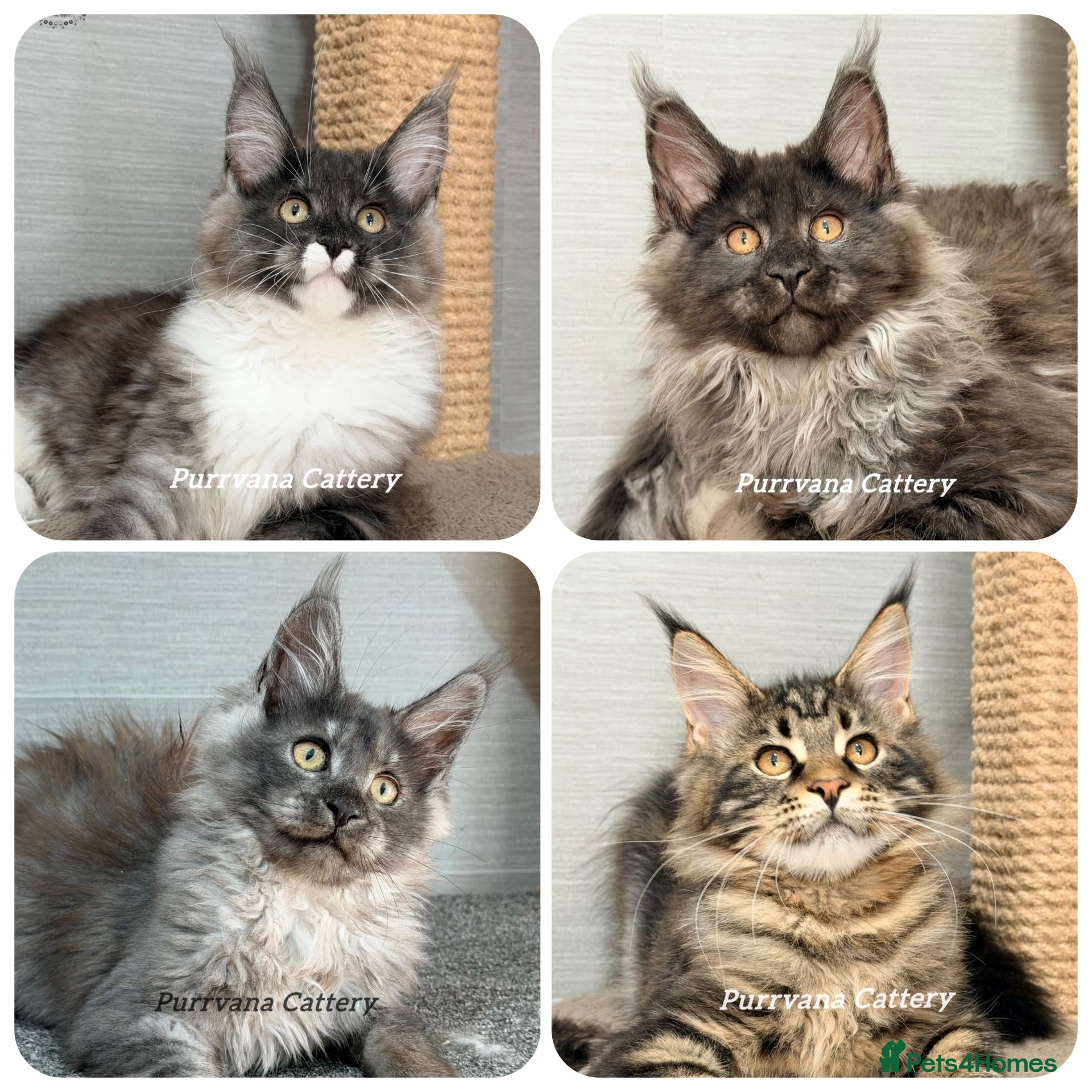 Maine Coon cats TICA registered Maine coon kittens READY NOW - Advert 1