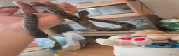 Snake reptiles for sale: Spotted Python, Hognose, 2x Corn in Greenhithe - Advert 4