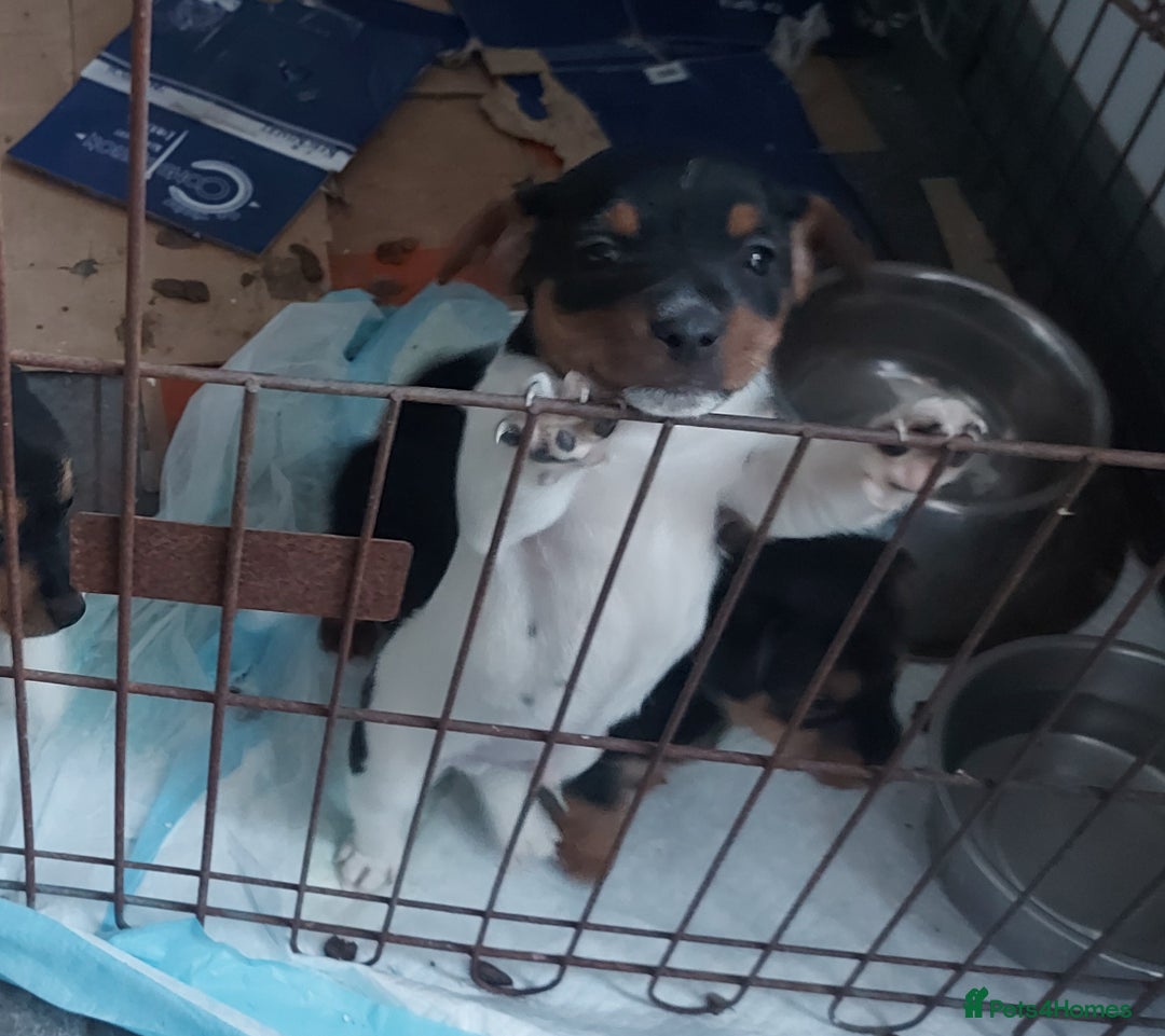 Jack Russell dogs for sale: Stunning tri coloured small JR puppies. - Advert 3