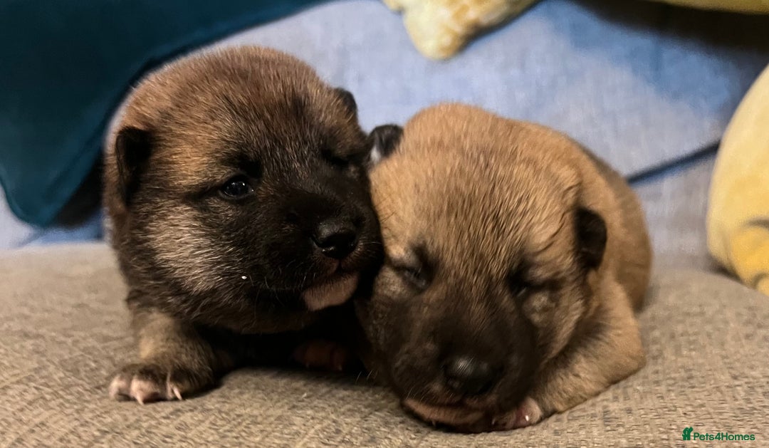 Japanese Shiba Inu dogs for sale: K.C reg Japanese Shiba Inu Puppies - Image 2