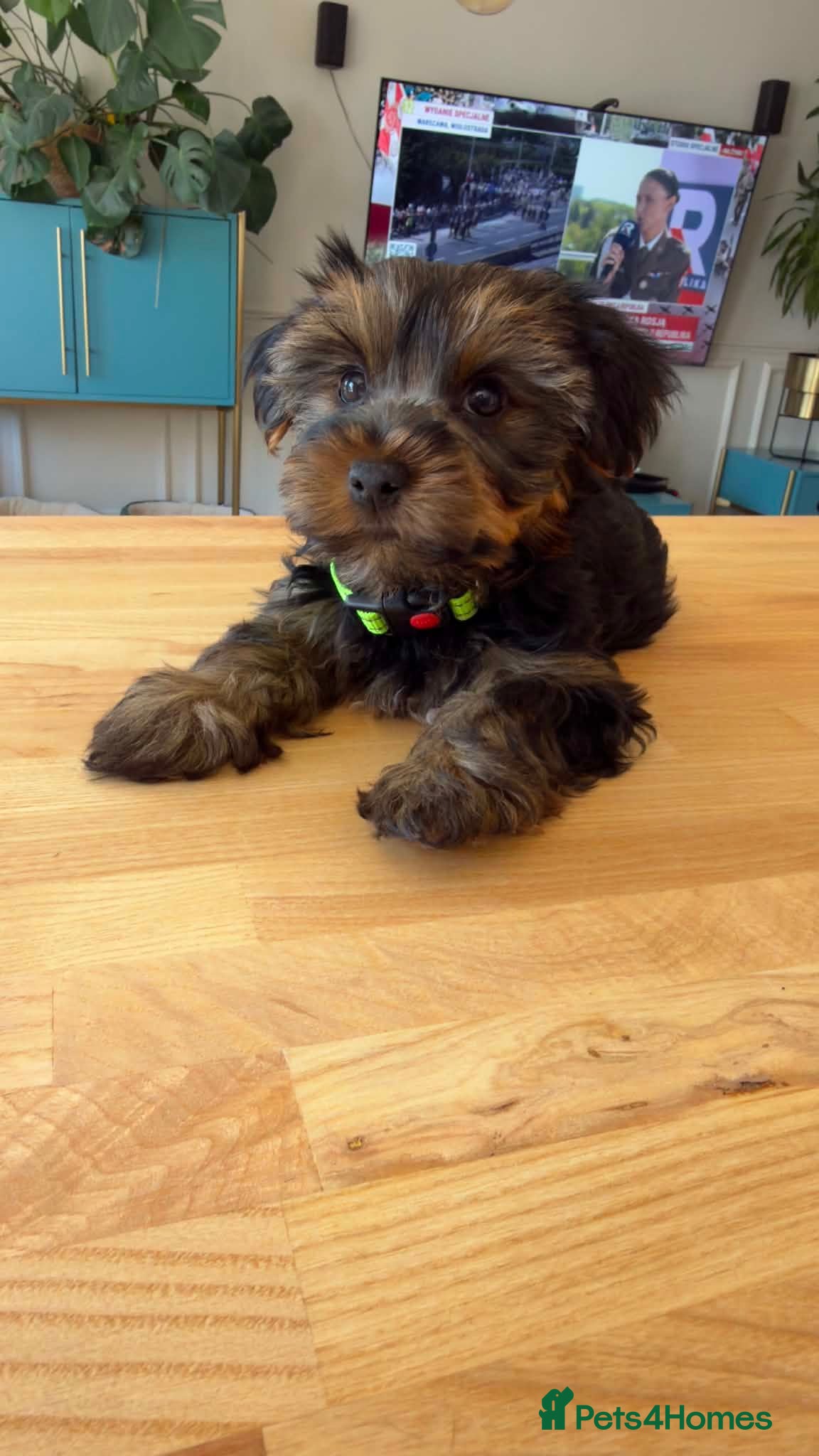 Yorkshire Terrier dogs Yorkshire terriers puppies breaded Hull  - Advert 1
