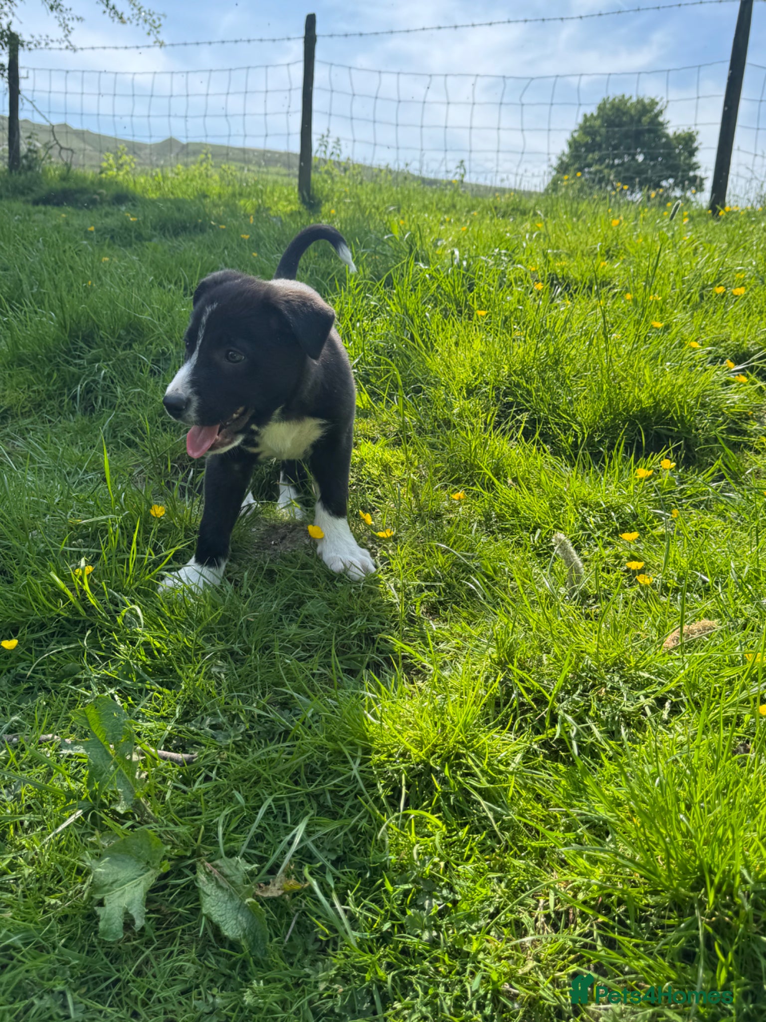Smooth Collie dogs ISDS registered Collie Pups - Advert 2