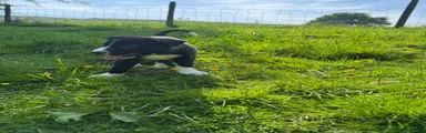 Smooth Collie Puppy 3