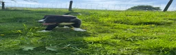 Smooth Collie dogs for sale: ISDS registered Collie Pups in Rossendale - Advert 2