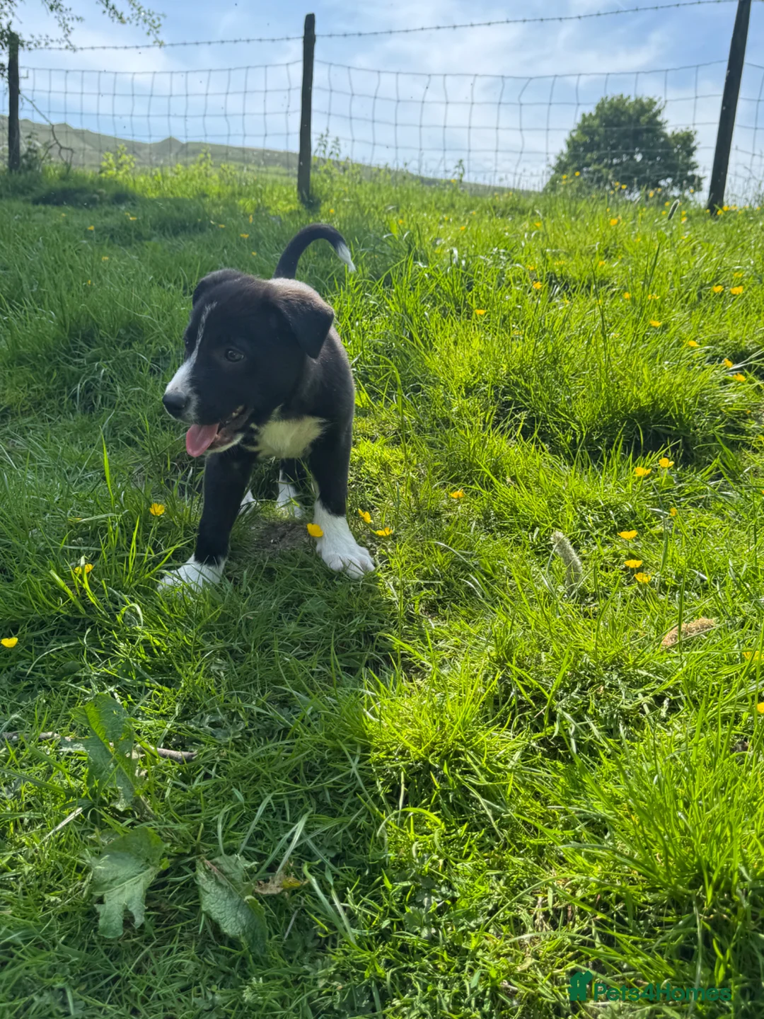 Smooth Collie dogs for sale: ISDS registered Collie Pups in Rossendale - Advert 2
