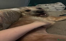 Mixed Breed dogs for sale: Rehoming due to unexpected illness - Image 3