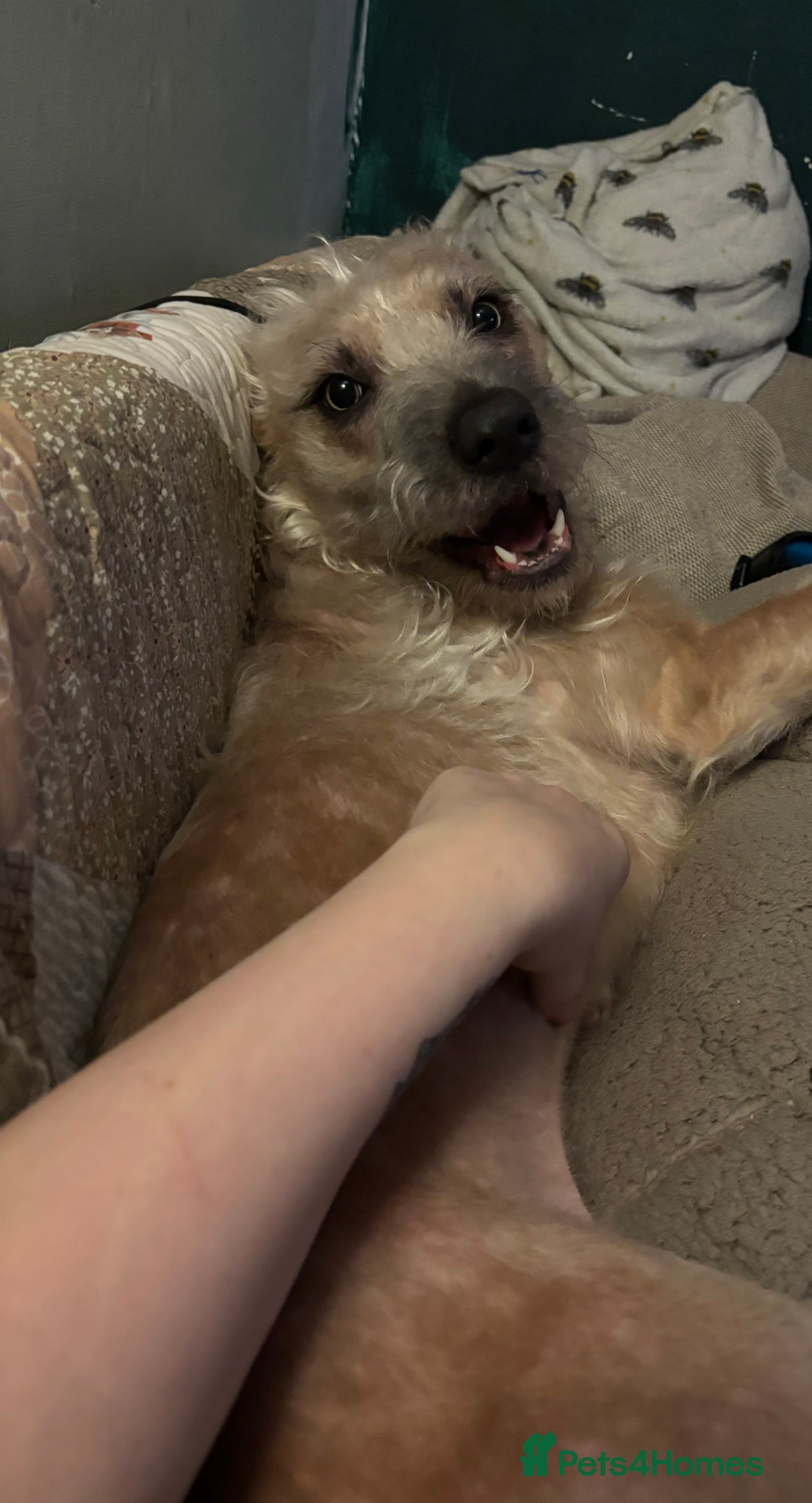 Mixed Breed dogs for sale: Rehoming due to unexpected illness - Image 3