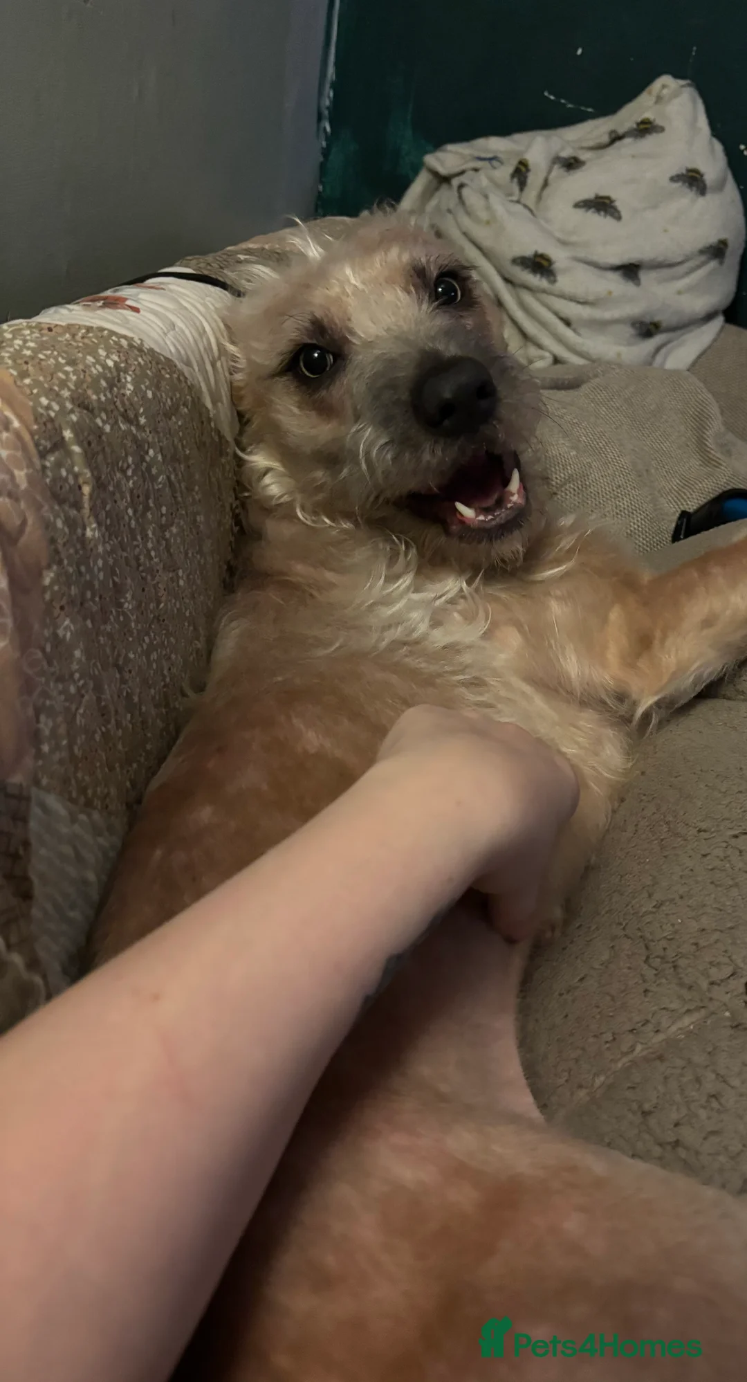 Mixed Breed dogs for sale: Rehoming due to unexpected illness - Advert 3