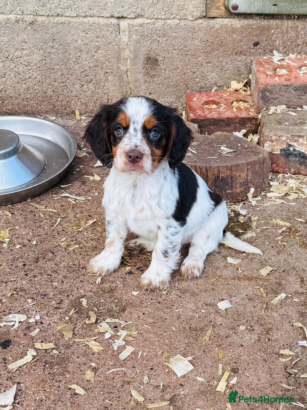 Cocker Spaniel dogs for stud: Cracking cocker spaniel for Stud  - Advert 14