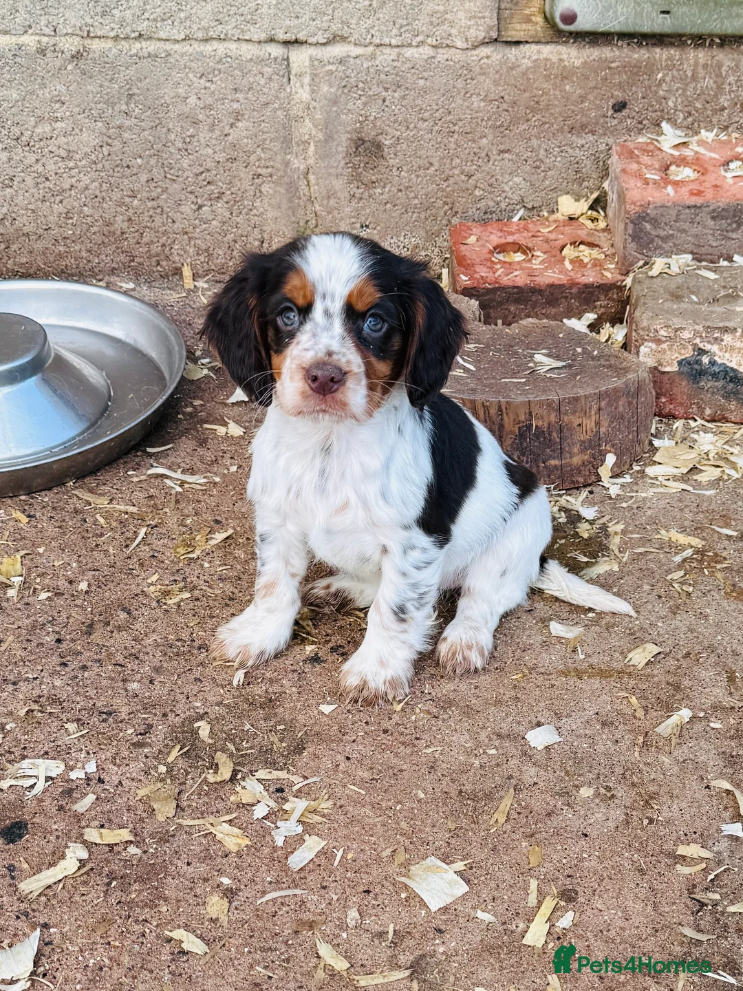 Cocker Spaniel dogs for stud: Cracking cocker spaniel for Stud  - Advert 14