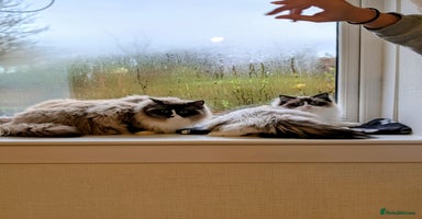 Ragdoll cats Beautiful Ragdoll Cats – Milo & Caramella - Advert 4