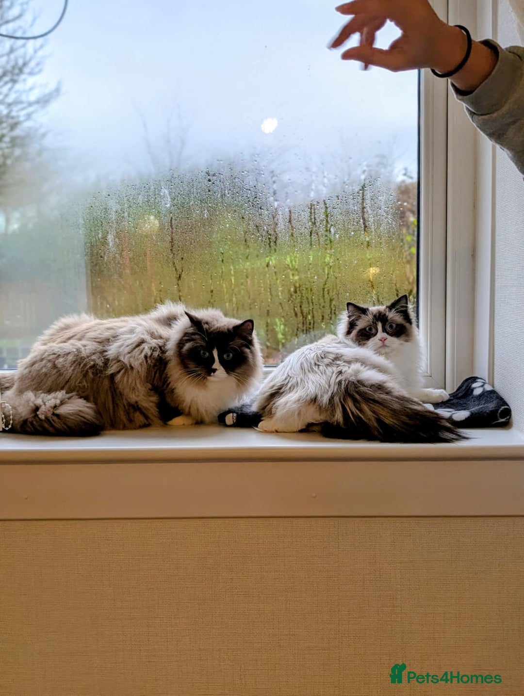 Ragdoll cats for sale: Beautiful Ragdoll Cats – Milo & Caramella - Advert 2