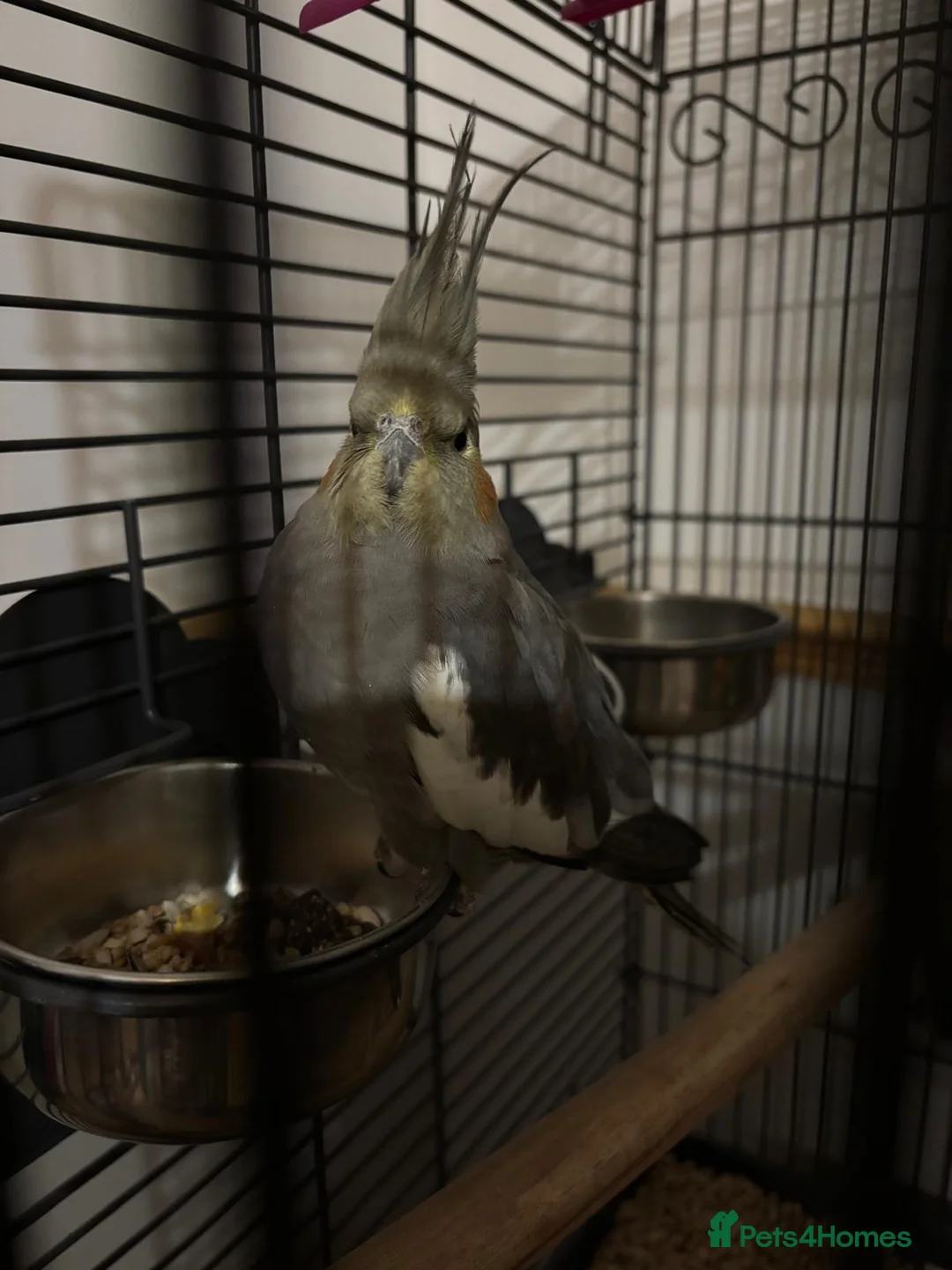 Cockatiels birds for sale: URGENT – 6 Month Old Cockatiel, Needs Loving Home in Newcastle upon Tyne - Advert 3