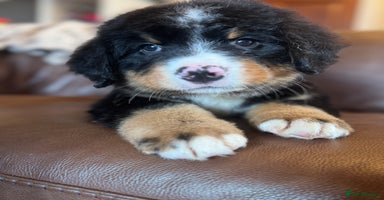 Bernese Mountain Dog dogs - Advert 5