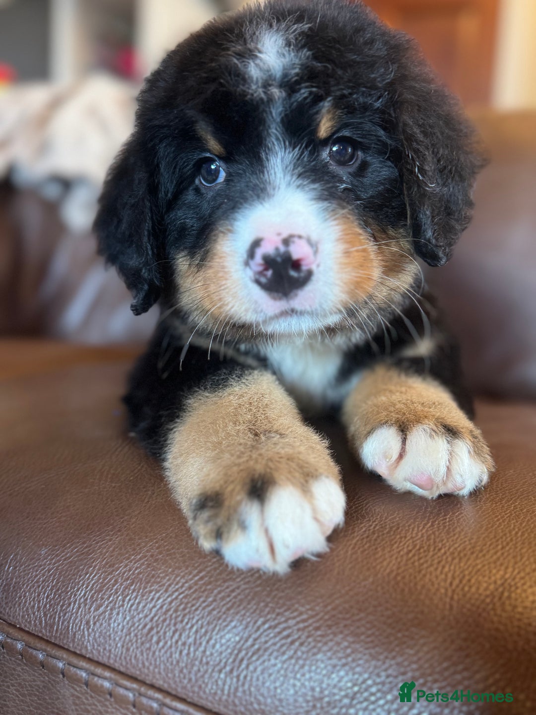 Bernese Mountain Dog dogs for sale: Kc registered Bernese mountain dog puppies - Image 3