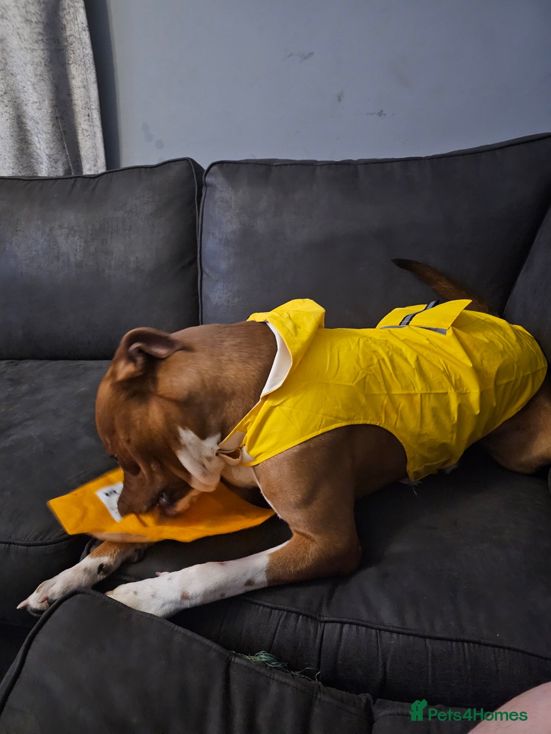 Mixed Breed dogs for sale: Male Staffy  ** tiff x Ridgeback 1 year old - Advert 9