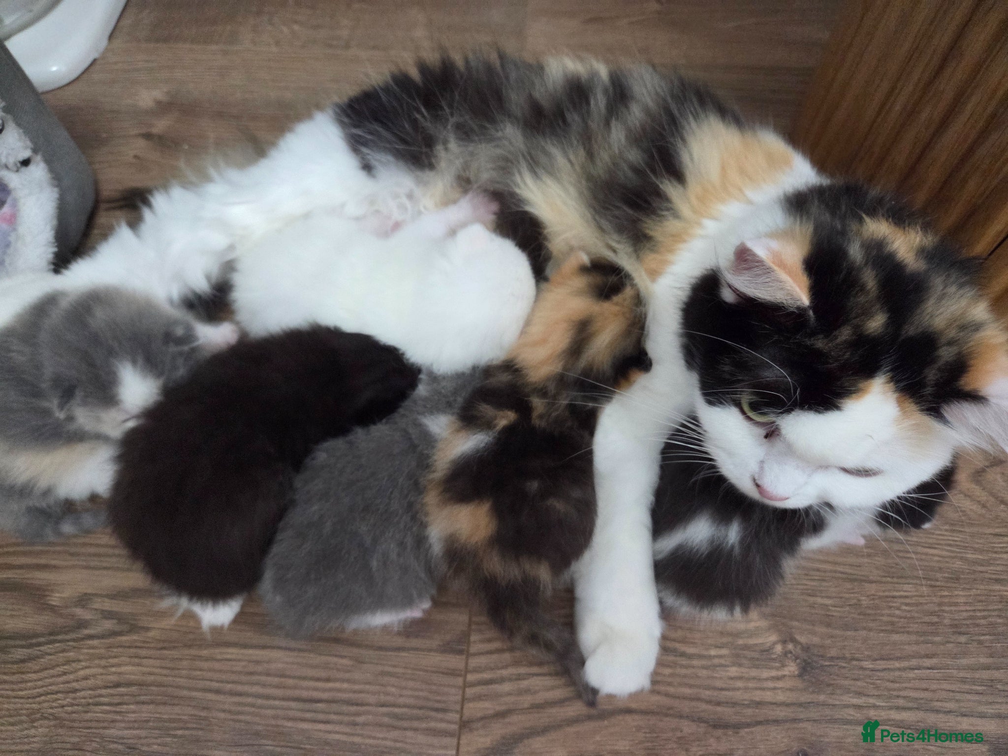 Mixed Breed cats 🐱 Bshxpersian cute kittens 🥰 - Advert 7