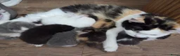 Mixed Breed cats for sale: 🐱 Bshxpersian cute kittens 🥰 - Advert 5