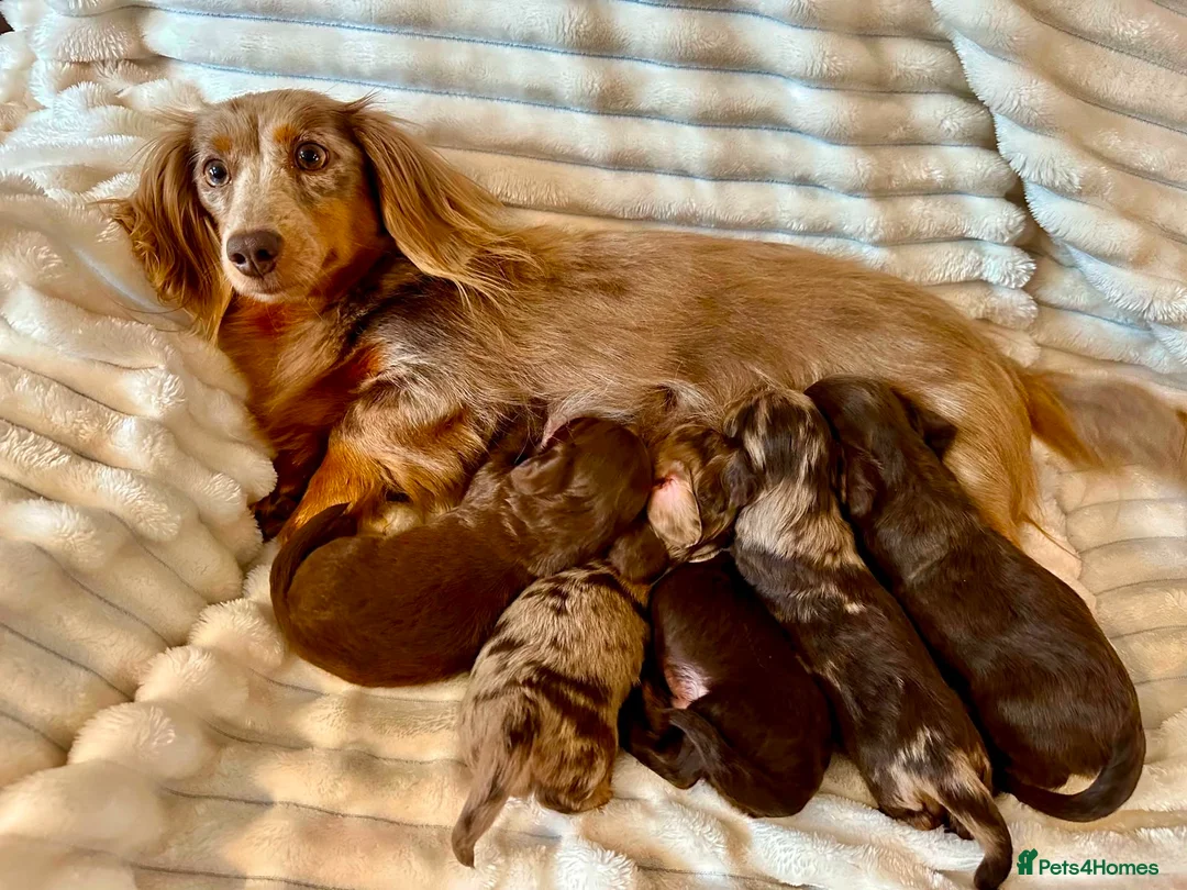 Miniature Dachshund dogs for sale: Fabulous Litter of Long haired dachshund puppies  - Advert 2