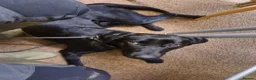 Labrador Retriever dogs for sale: Fully Health Tested Labs - Advert 6