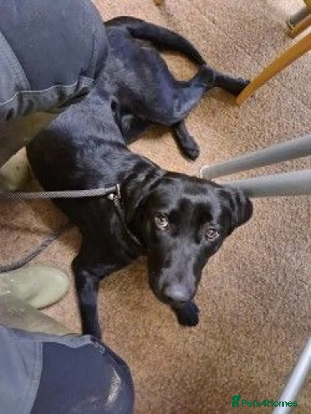 Labrador Retriever dogs for sale: Fully Health Tested Labs - Advert 6