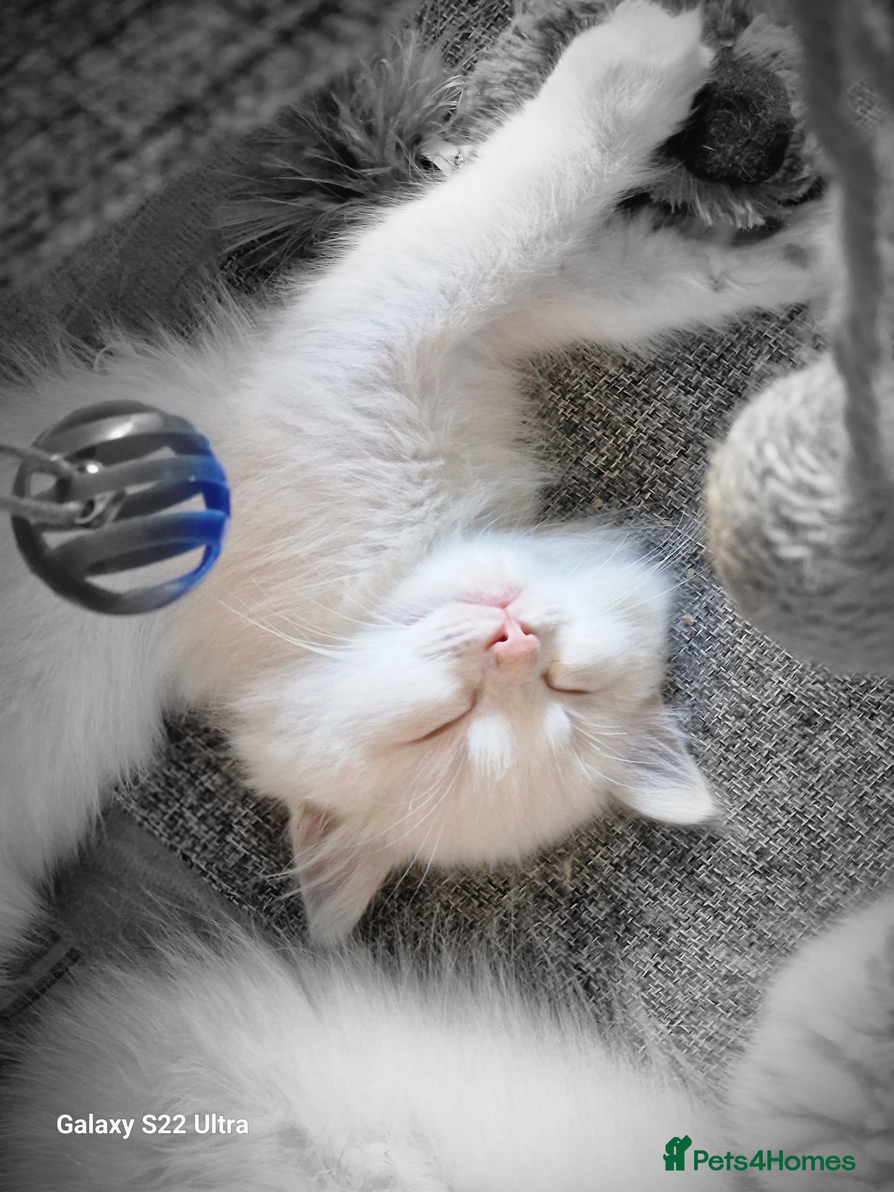 Ragdoll cats 💎 Elite Ragdoll Kittens  💎 - Advert 3