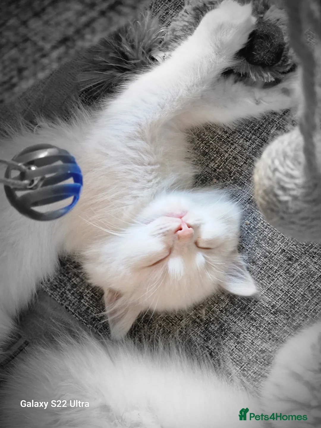 Ragdoll cats for sale: 💎 Elite Ragdoll Kittens  💎 - Advert 2