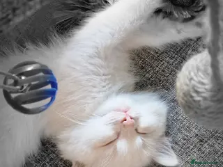 Ragdoll cats 💎 Elite Ragdoll Kittens 💎 - Advert 3