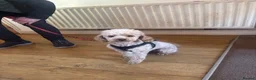 Cockapoo dogs for sale: Only 2 left available 🐶 F1 cockapoos  - Advert 5