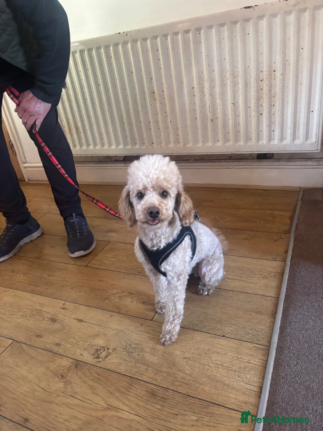 Cockapoo dogs for sale: Only 2 left available 🐶 F1 cockapoos  - Advert 5