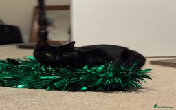 Domestic Shorthair cats for sale: Olive - Small black female cat - Image 2