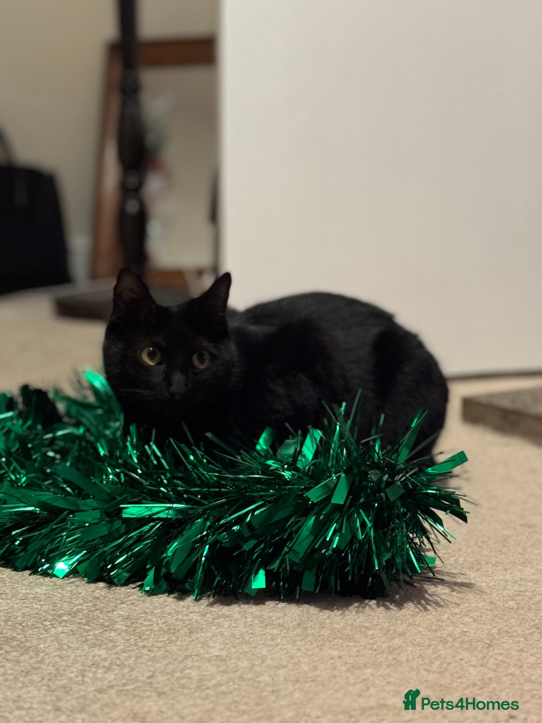 Domestic Shorthair cats for sale: Olive - Small black female cat - Image 2