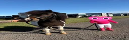 Shetland pony horses for sale: Registered Shetland Looking for His Forever Home - Advert 6