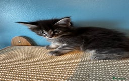 Maine Coon cats for sale: GCCF Maine coon kittens  - Image 16