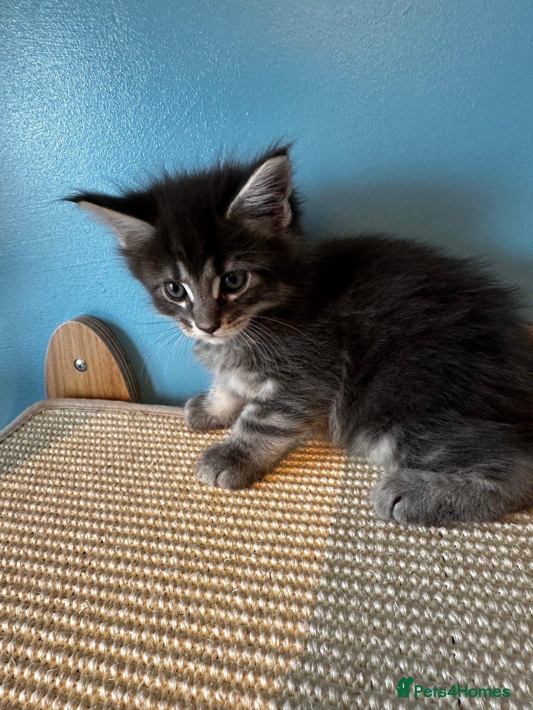 Maine Coon cats for sale: GCCF Maine coon kittens  - Image 16