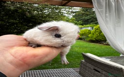 Guinea Pig rodents for sale: 4x lovely 4 weeks old boys born on 30.06.2025 in Leicester - Image 4