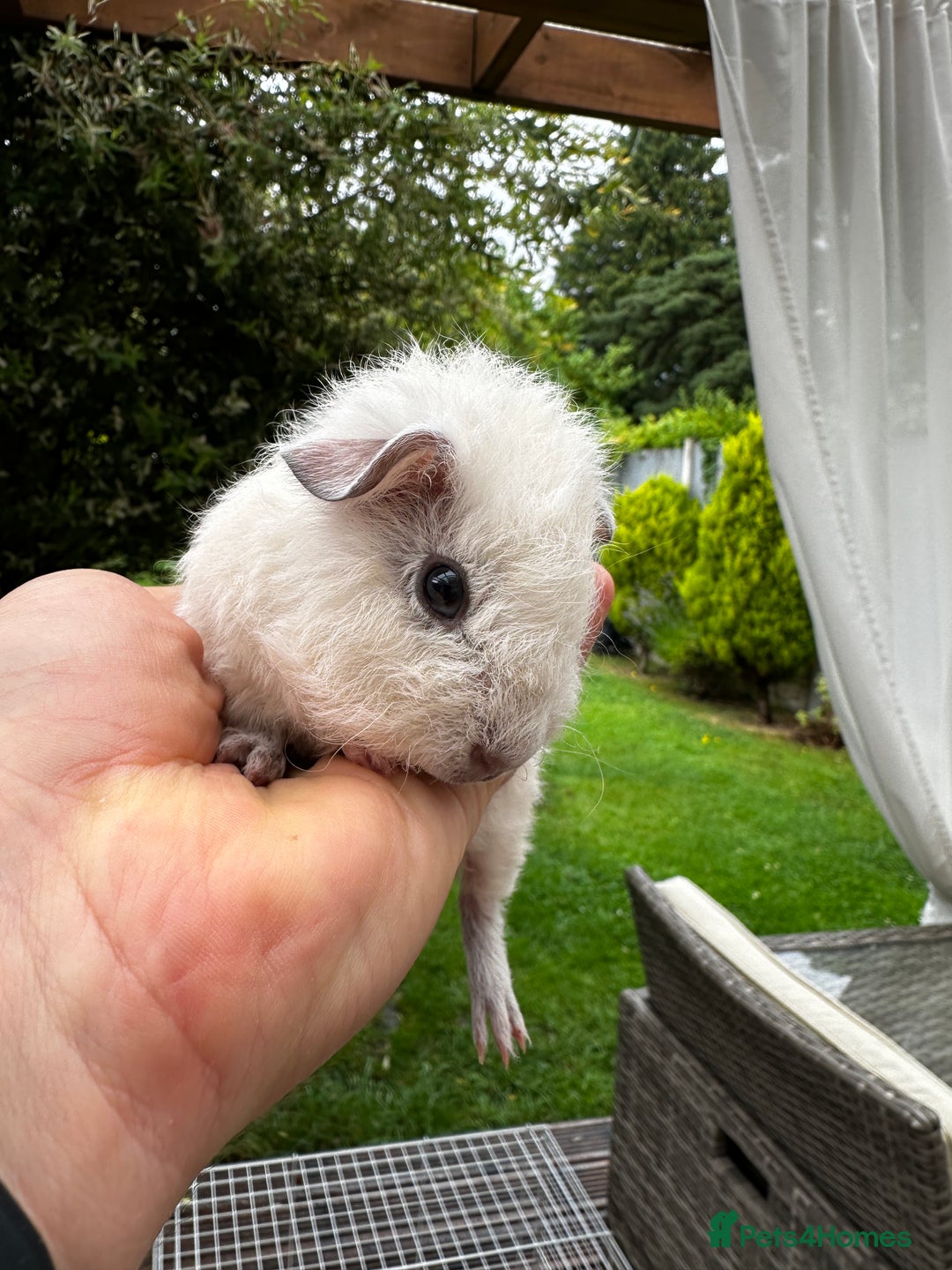 Guinea Pig rodents for sale: 4x lovely 4 weeks old boys born on 30.06.2025 in Leicester - Image 4