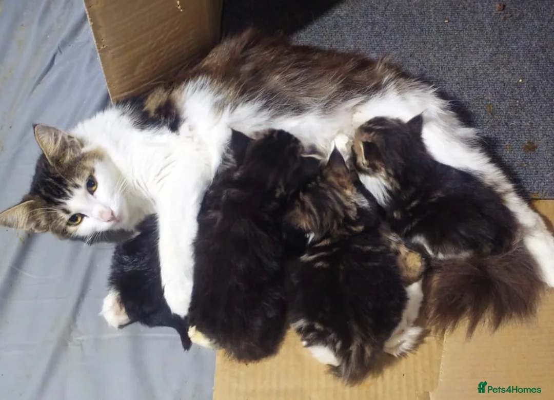 Mixed Breed cats for sale: Super fluffy mixed breed Kittens - Advert 18