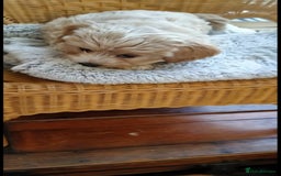 Cavachon dogs for sale:  🐾 Cavapoochon Puppies! 🐾 - Image 23