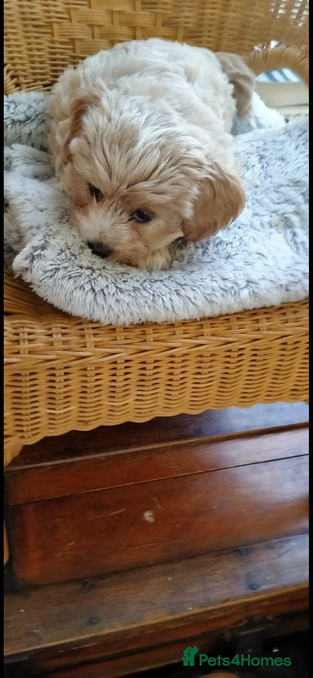 Cavachon dogs for sale:  🐾 Cavapoochon Puppies! 🐾 - Image 23