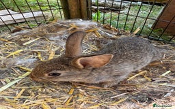 English rabbits for sale: 7 baby rabbits - Image 7