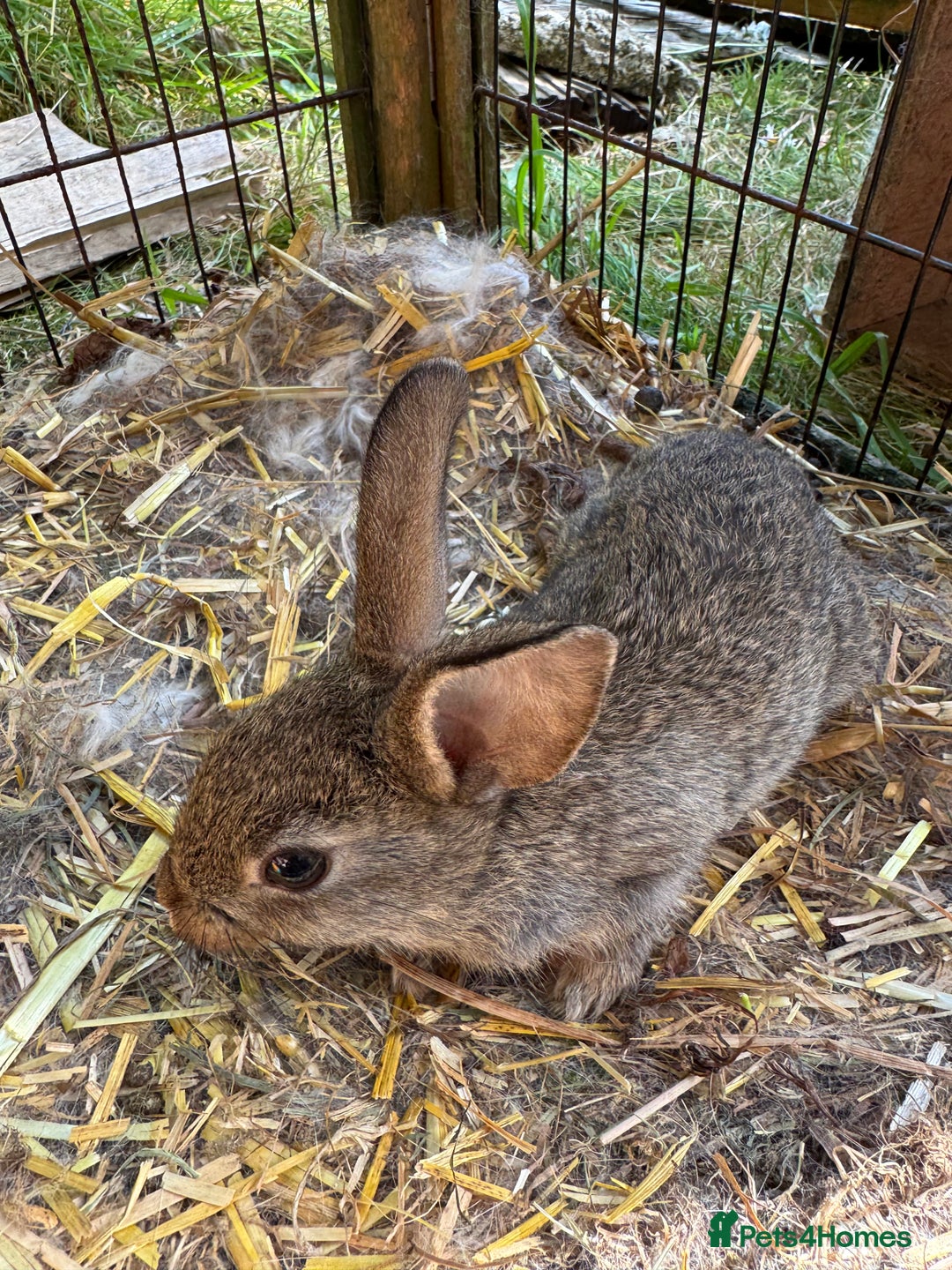 English rabbits for sale: 7 baby rabbits - Image 7